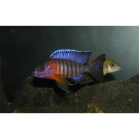 Aulonocara Red Flash 8cm